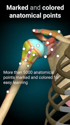 تحميل تطبيق Anatomy Learning مهكر Apk للاندرويد 2025 اخر اصدار مجانا