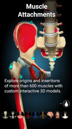 تحميل تطبيق Anatomy Learning مهكر Apk للاندرويد 2025 اخر اصدار مجانا