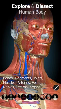 تحميل تطبيق Anatomy Learning مهكر Apk للاندرويد 2025 اخر اصدار مجانا